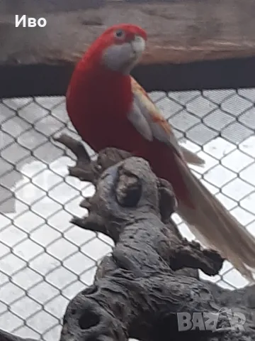 продавам ръчно хранени папагали пенантова розела , снимка 3 - Папагали - 48981368