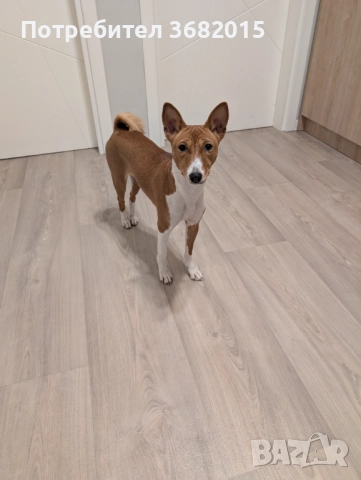 Продавам куче порода Басенджи, снимка 3 - Други - 52909659