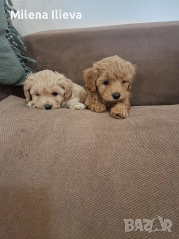 продавам бебенца малтипу 