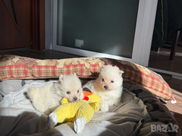 Померани, снимка 6 - Померан - 53663060