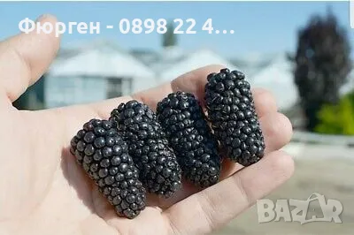 Къпина без бодли сорт Джъмбо "JUMBO"  Цена за 1 саксия  11 лв   Плодовете на ДЖЪМБО са големи, с т