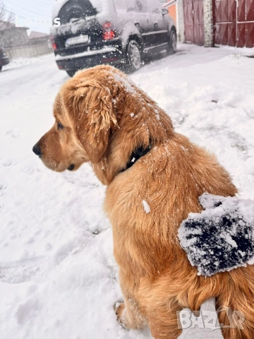 Голден Ретривар тарсим Дама , снимка 5 - Голдън ретривър - 53149860