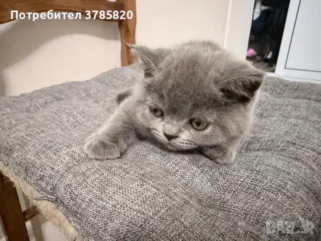 Британско късокосместо коте момче, снимка 2 - Британска късокосместа - 55842510