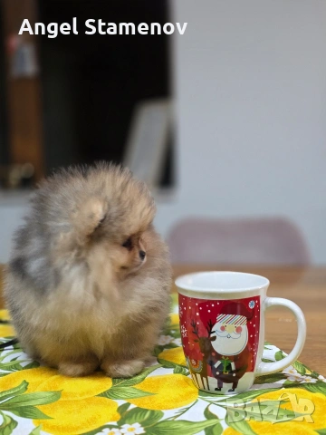 Померан шоко тан мерле, мини момче !, снимка 6 - Померан - 53685715