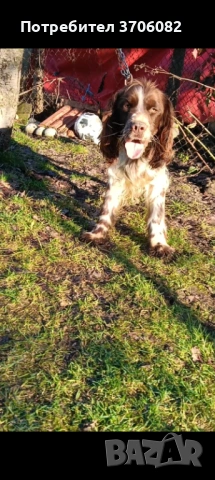 Шпрингера се продава на 1 година мъжко има интерес към гъбата , снимка 2 - Кокер шпаньол - 53636503