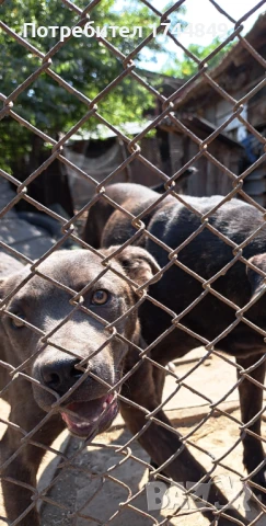 Мъжко куче-пазач