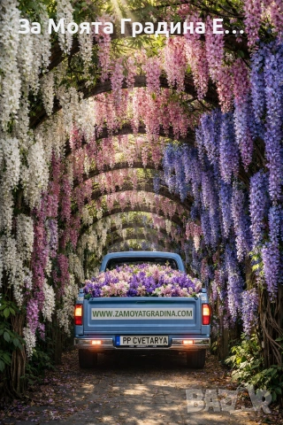 Вистериа - Глициния 