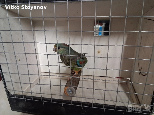 Многоцветен поен-женски, снимка 3 - Папагали - 52238797