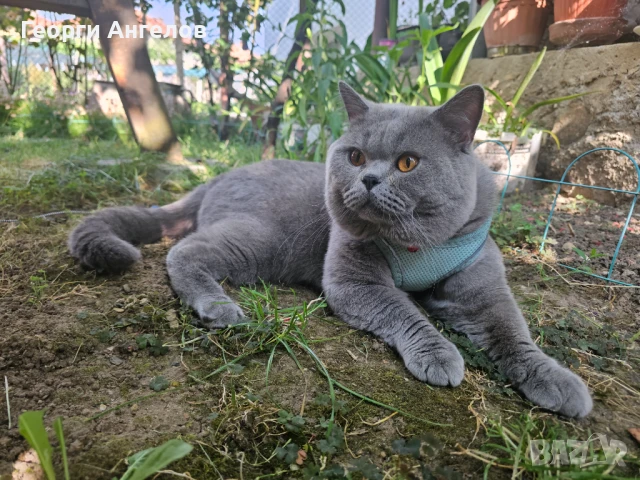 ЧИСТОКРЪВЕН МЪЖКИ БРИТАНЕЦ ЗА РАЗПЛОД