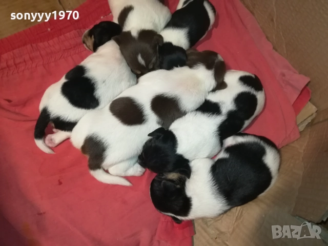 ДЖАК РЪСЕЛ-250ЛВ ЗА СЛАДКО КУТРЕ ПО ИЗБОР 2708251900, снимка 7 - Джак ръсел териер - 51513731