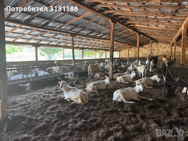 Продавам кози ББМ , снимка 3 - Кози - 52532226