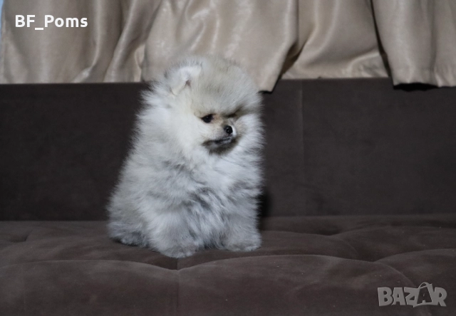 Страхотно момченце померан с родословие FCI, снимка 4 - Померан - 52918943