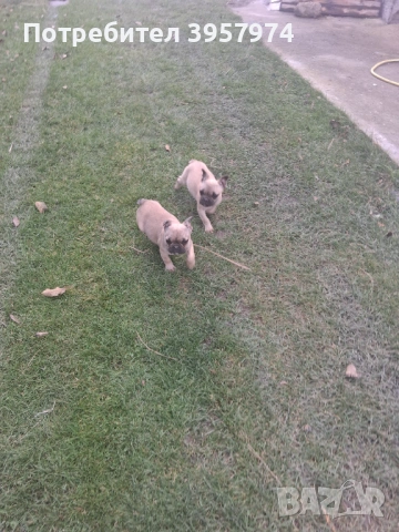 Продава се мъжко булдоче на 3 и половина месеца с три ваксини и паспорт , снимка 2 - Френски булдог - 53028052