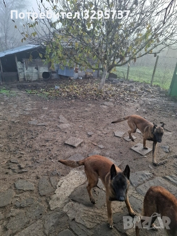 Белгийска овчарка Малиноа, снимка 3 - Белгийска овчарка - 52827626