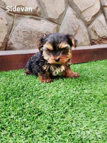 Йоркширски териер , снимка 9 - Йоркширски териер - 53695539