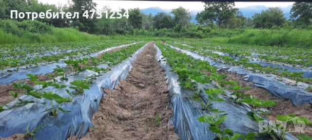 Разсад ягоди , снимка 3 - Разсади - 53403802