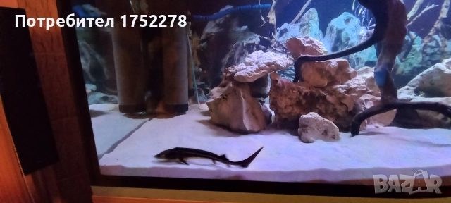 Есетрова риба чига 15см. 90лв., снимка 2 - Рибки - 52644007