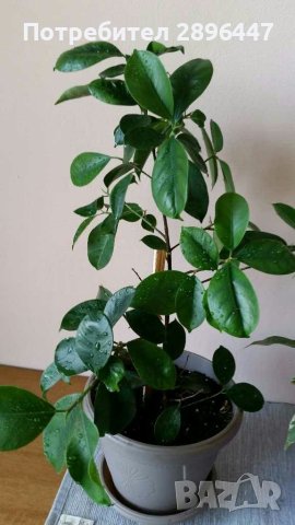 Шарен бенджамин и бенджамин фикус-много свежи и красиви, снимка 4 - Стайни растения - 41248952