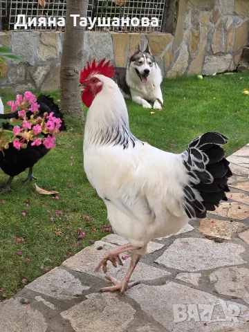 Петле светъл съсекс