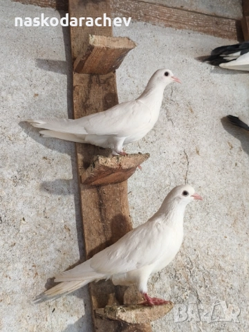 Гълъби порода Бенкалии (бемкалии, карабелии), снимка 13 - Гълъби - 52410859