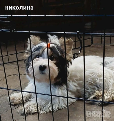 Йоркширски териер , снимка 4 - Йоркширски териер - 53637797