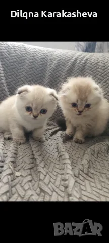 Шотландски и британски котета , снимка 2 - Британска късокосместа - 56131638
