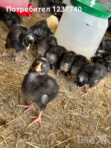 Пилета харко