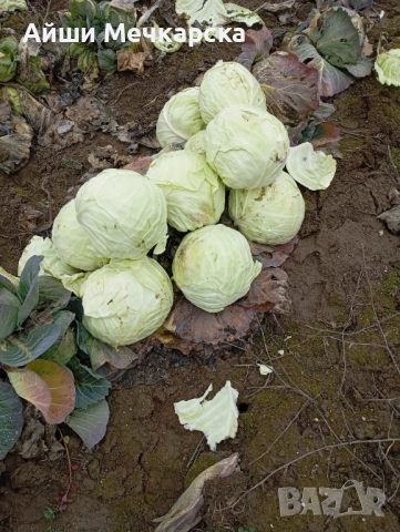 Продавам зеле Чиърс на едро 