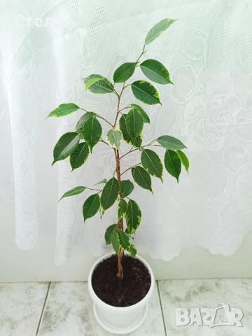 Сциндапсус, Бенджамин и други цветя , снимка 5 - Стайни растения - 45108051