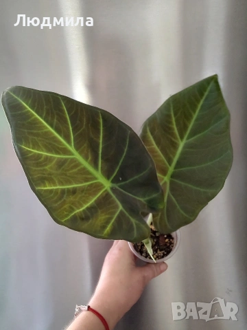 Алоказия Регал Шилдс 