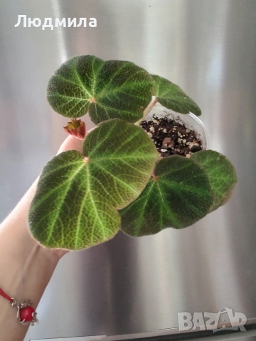 Бегония Соли Мутата/solimutata