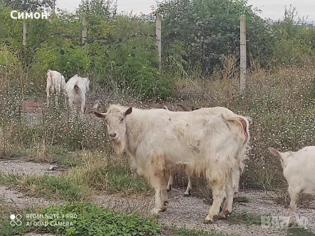 Ярета, кози и пръчове, снимка 5 - Кози - 52616961