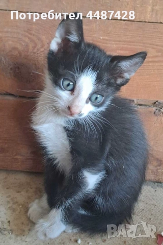 Подарявам котенце!, снимка 1