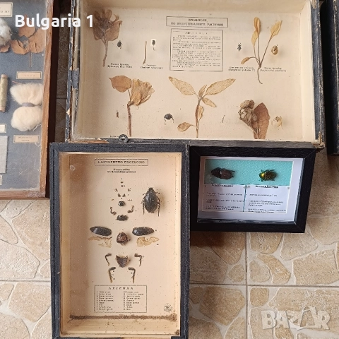 Учебни модели по Биология и География в дървена рамка със стъкло , снимка 9 - Антикварни и старинни предмети - 51689244