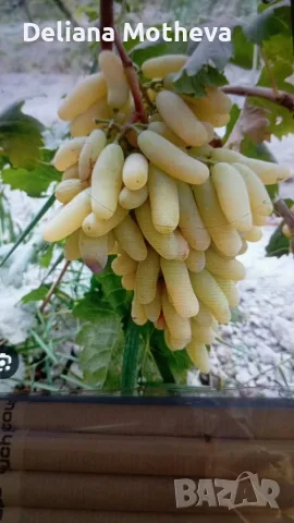 Бял Аватар, вкоренени пръчки!, снимка 4 - Разсади - 56277391