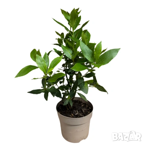 дафиново дръвче