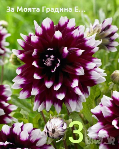 Далия коренище, снимка 3 - Градински цветя и растения - 49489656