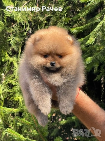 померан померани , снимка 1