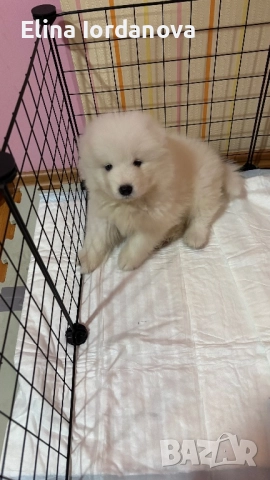 Бебе Самоед-момиче