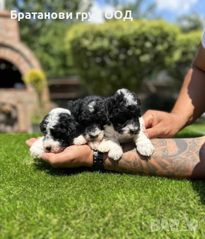 Той Пудели парти разцветка с родословие , снимка 2 - Пудели - 50875907