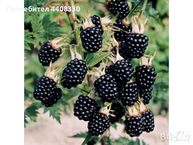 Продавам разсад къпина сорт Торнфрий