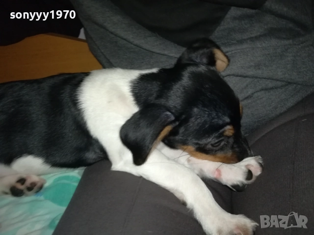 СЛАДКА КУКЛА ДЖАК РЪСЕЛ-0311250521, снимка 6 - Джак ръсел териер - 52269517