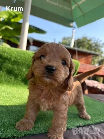 Кавапу (Cavapoo ), снимка 3 - Кавалер кинг чарлз шпаньол - 55976392