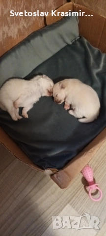 Мини пумеранчета, снимка 3 - Померан - 52513930