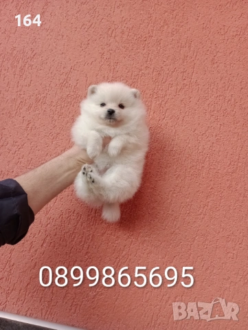 Женски Померани. Снимки от 18.02.26 г. , снимка 5 - Померан - 53518661