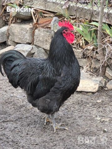 Петли Австралорп