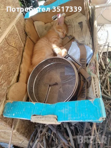 подарявам малки котенца, снимка 12 - Други - 55280636