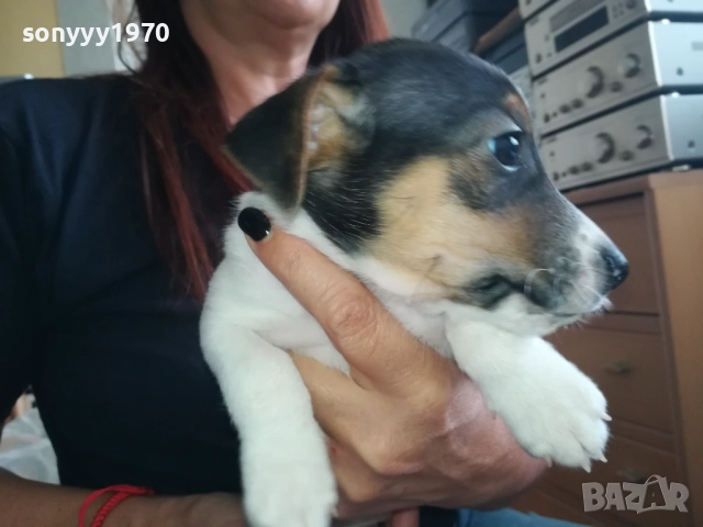 МЪЖКАР-ДЖАК РЪСЕЛ-ПОСЛЕДНА БРОЙКА!!! 2909251715, снимка 7 - Джак ръсел териер - 51880586