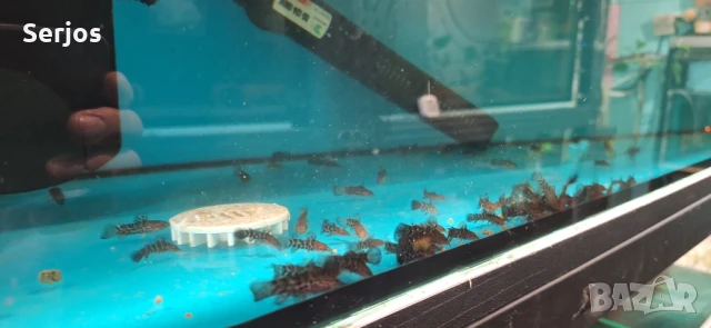 Калихти , снимка 2 - Рибки - 51213330