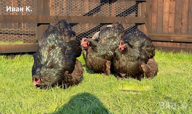 Продавам черен Орпингтон. , снимка 6 - Кокошки и пуйки - 53829349